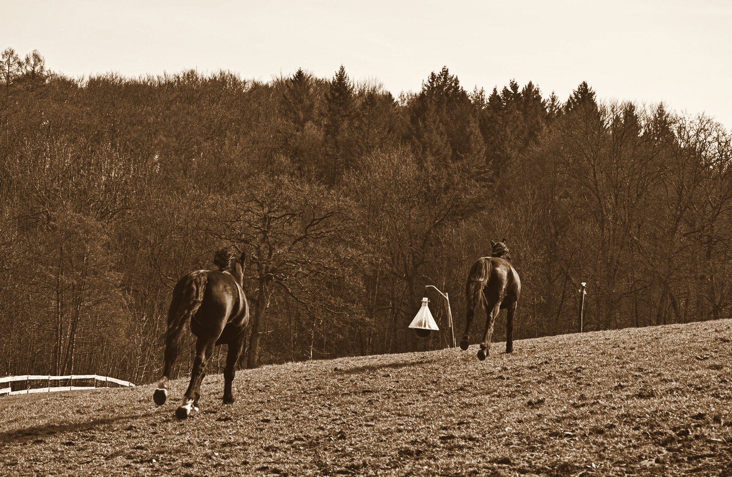 Zwei Pferde im Galopp über die Weide