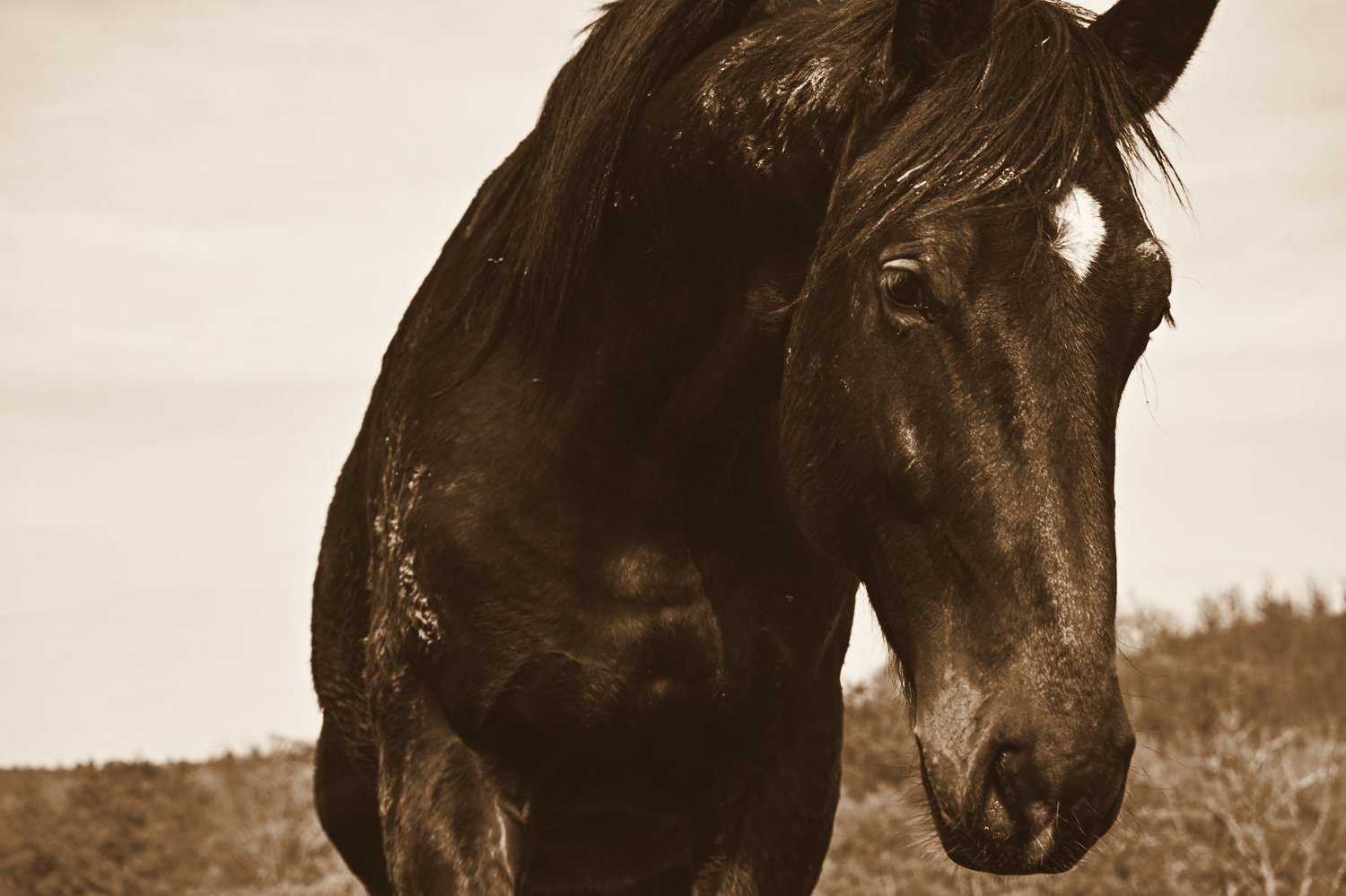 Dunkles Pferd Portrait am Kryxenberghof