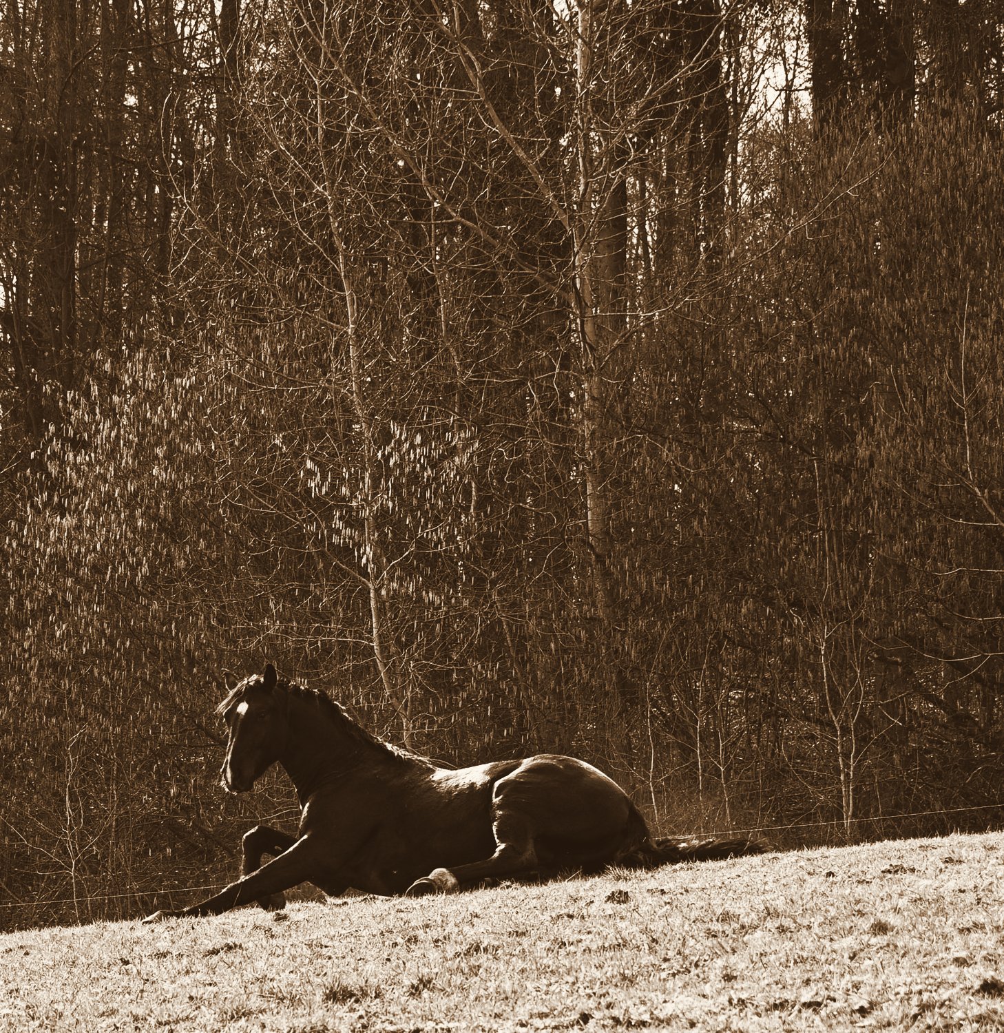 Ruhendes schwarzes Pferd auf der Wiese