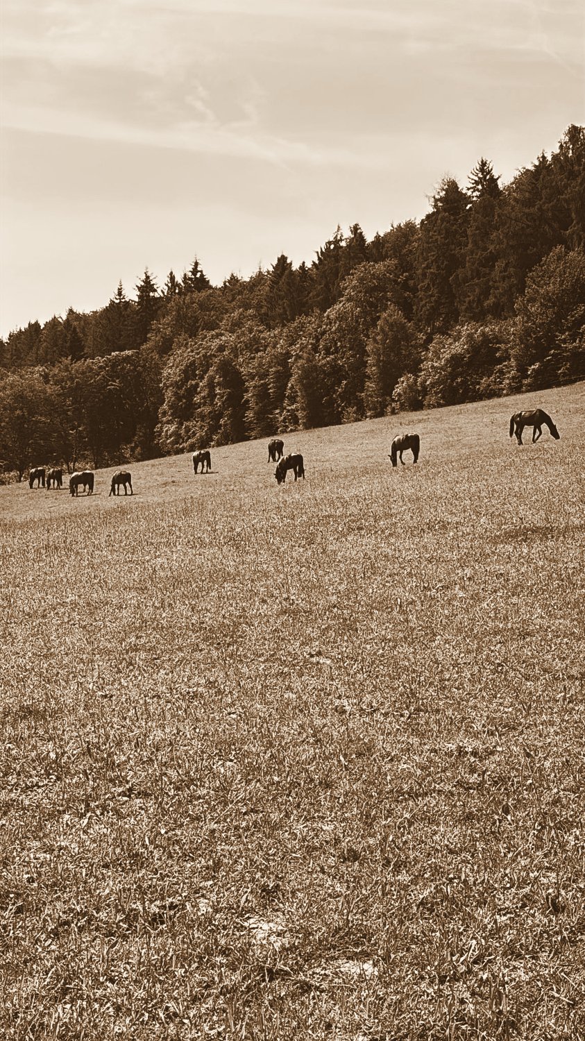 Pferde des Kryxenberghofs auf der Weide vor dem Kraichgauer Wald