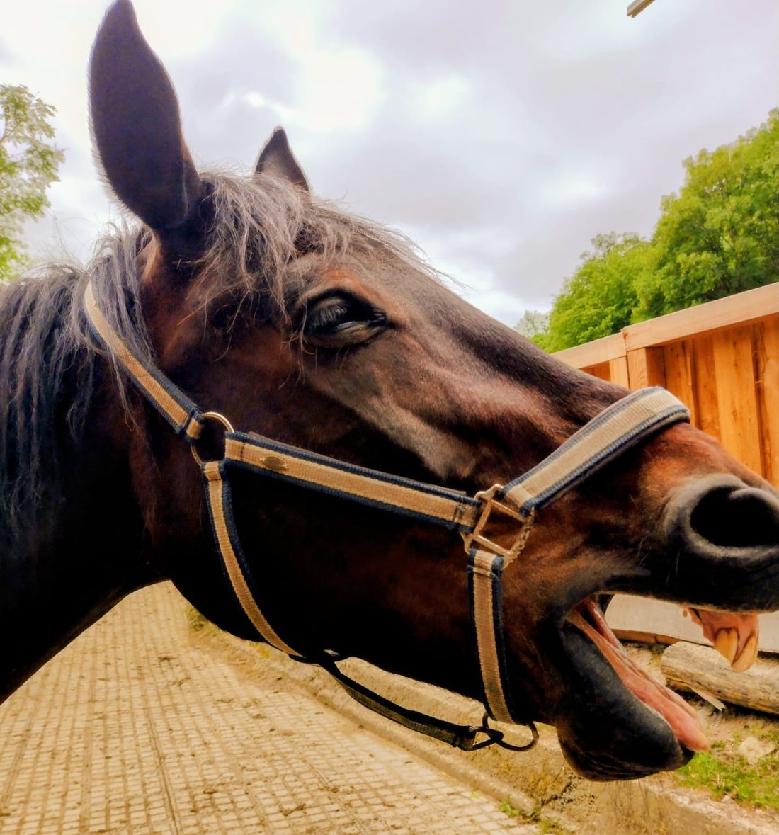 Aufmerksames Warmblut am Kryxenberghof — Verkaufspferd aus der Zucht im Kraichgau
